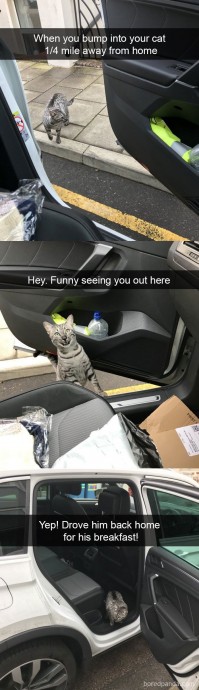 Some cat snapchats for the soul