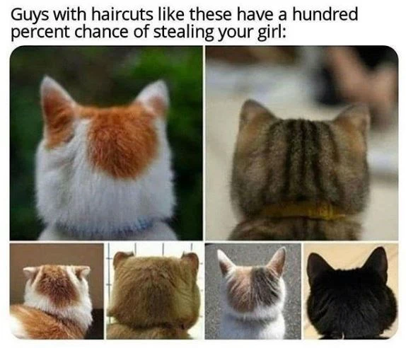 Filling the Void With These Funny Cat Memes