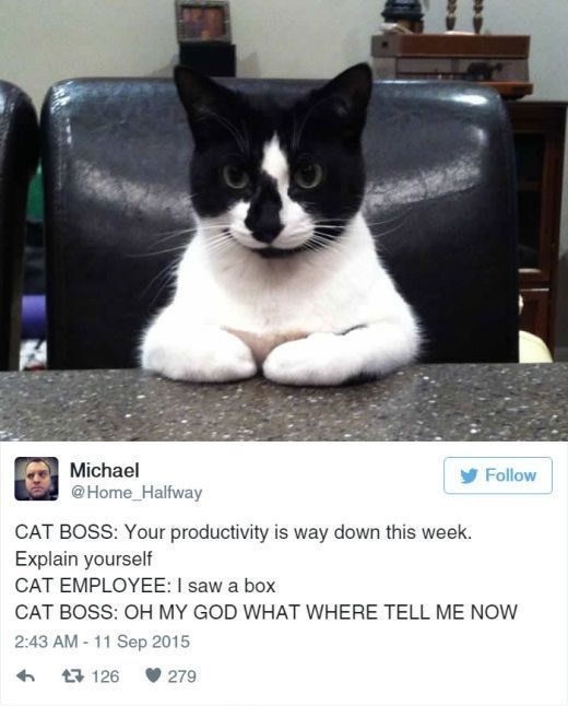 Some of the most important cat tweets of all time