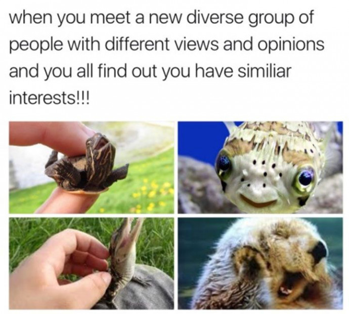 Cute Wholesome Animal Memes