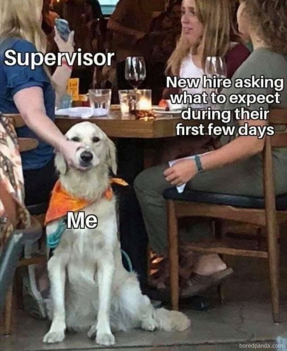 Awesome New Job Memes to Make You Feel Funny