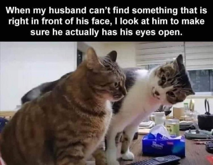 Amazing Funny Kitties to Make You Laugh Just a Little Bit