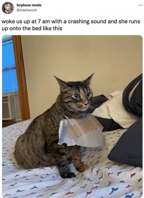 Perfect Cat Memes to Spend the Day Well