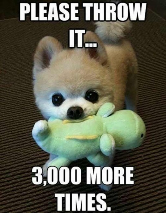 Funny dogs for your Monday