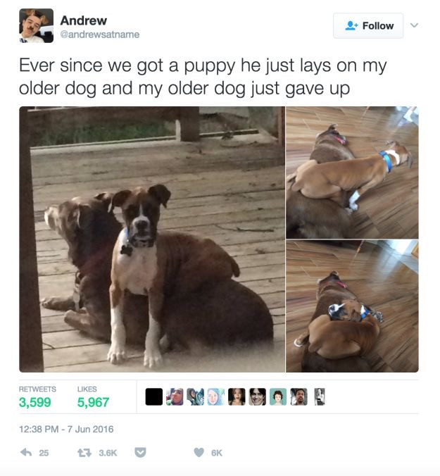 Funny Dog Tweets for Your Great Mood