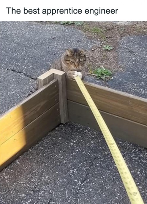 Meowtastic Posts to Bring You a Dose of Feline Goodness