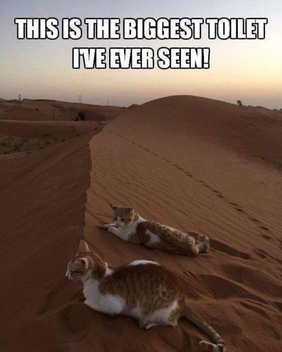 Cute Cat Memes That Will Make Your Day Brighter