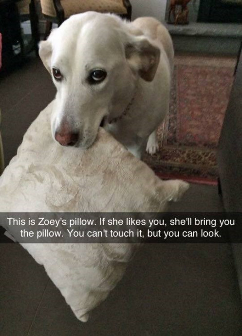 Funny Doggies to Make You Laugh