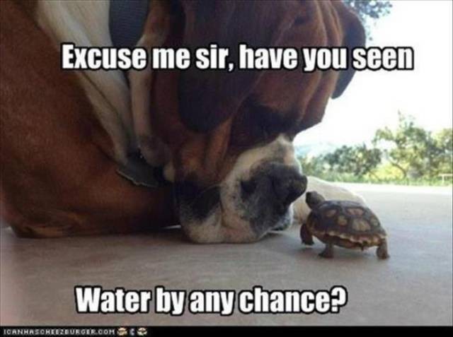 Animal Pics to Have a Funny Sunday