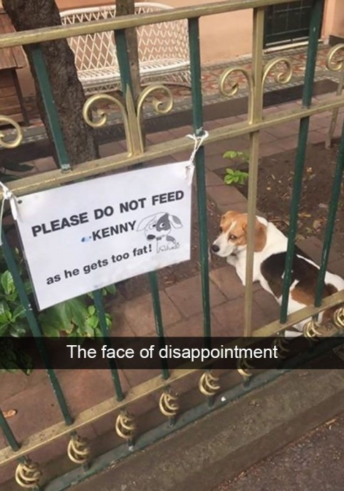 Hilarious and funny dog snapchat pictures