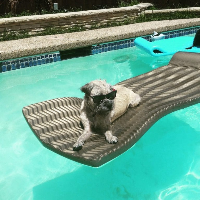 Some Great Pics of Pets Living Their Best Lives
