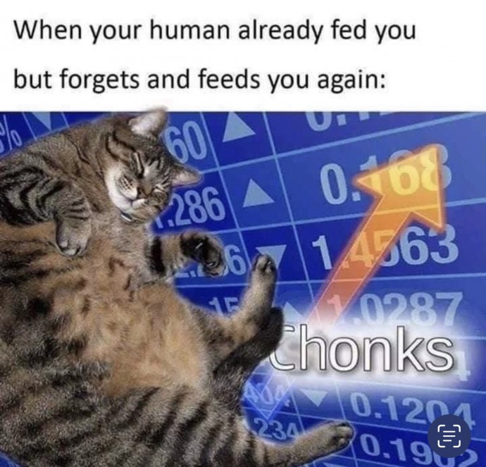 Cat Memes Will Bright up Your Weekend Updated