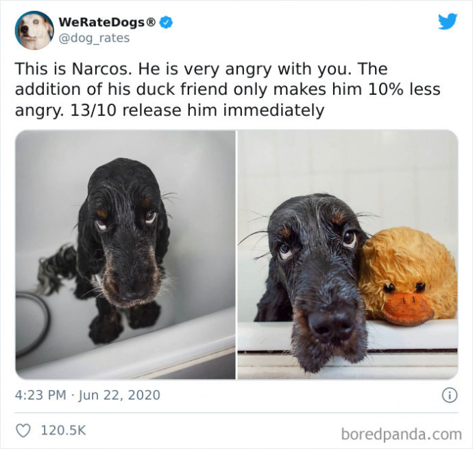 Funny Times People Hilariously Rated Their Dogs