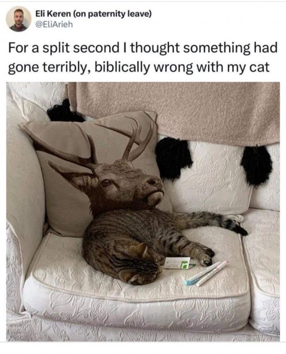 Funniest Feline Memes for Those Who Can Relate With Their Kitty on a Spiritual Level