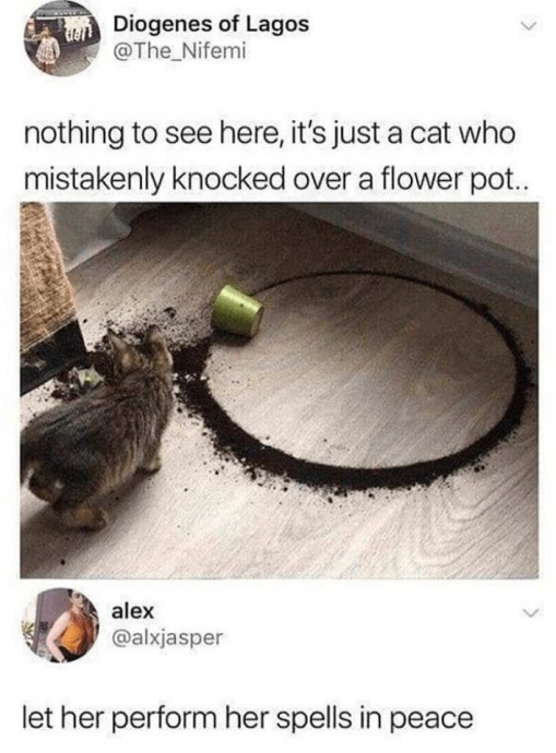You definitely need some funny cat memes