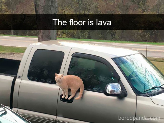 Cat Memes That You Definitely Need Right Now