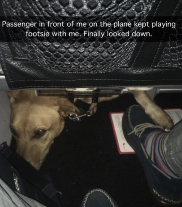 Funny Memes About Dogs on the Plane You Just Should See