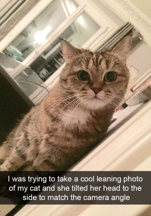 Hilarious Cat Pics That Will Leave You With the Biggest Smile