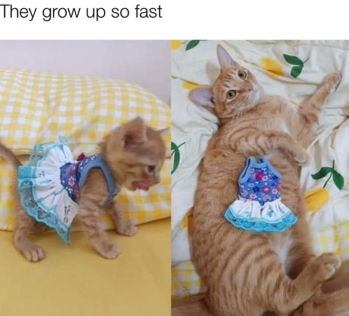 Funny Cat Pics for When You Get Bored