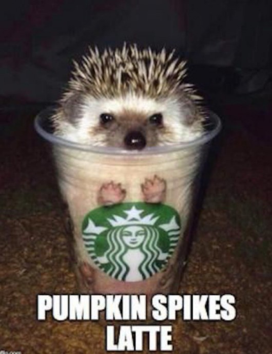 Wonderful Hedgehog Memes to Scroll Through
