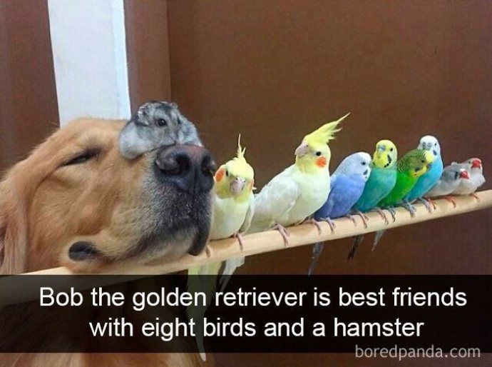 Cute and funny bird snapchats — Funny Pictures