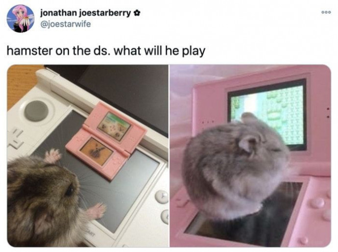 Some of the Cutest Hamster Memes Ever