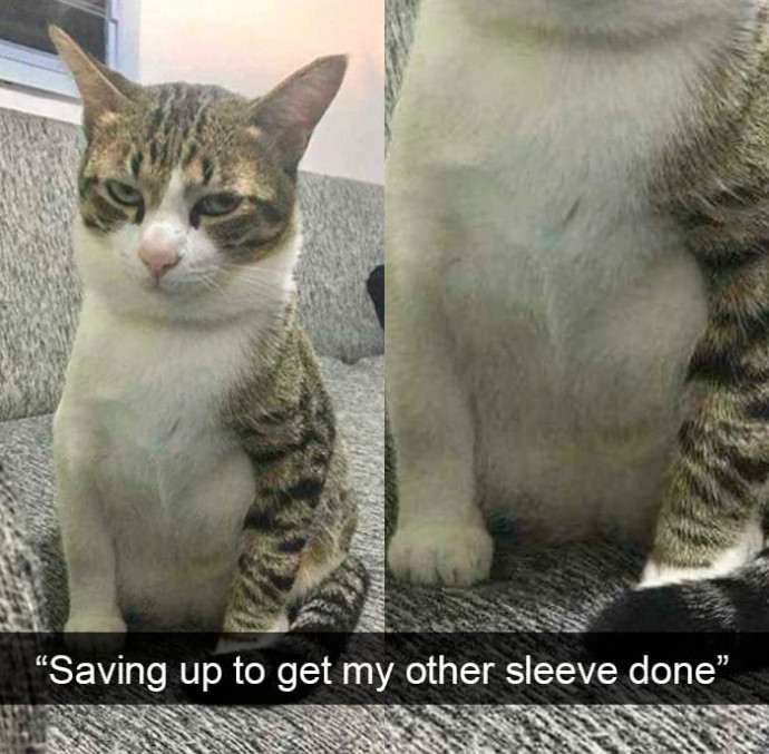 Some Cat Snaps That Prove Life With Cats is Amazing