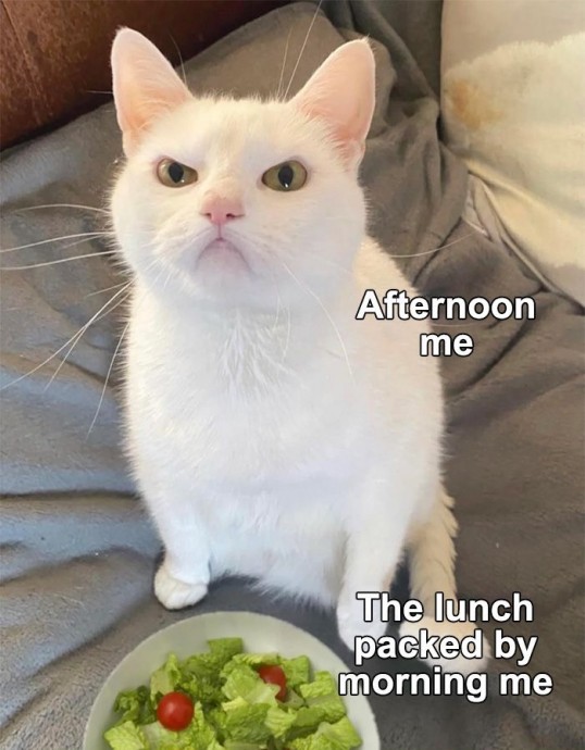 Fresh Animal Memes to Mix in Your Morning Coffee
