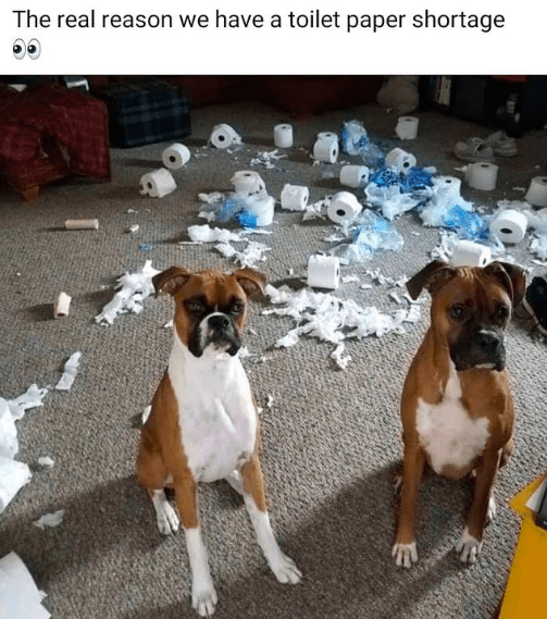 The Funniest Memes of the Most Hilarious Dogs