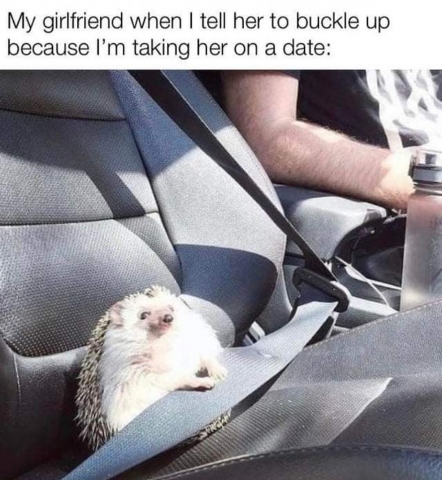 Wonderful Hedgehog Memes to Scroll Through