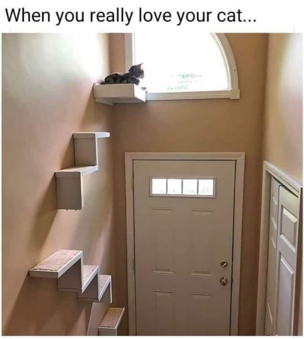 Have Some Absolute Fun With Cats Pics!