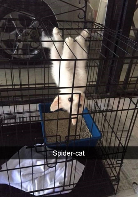 New and Hilarious Cat Snaps Just for Friday