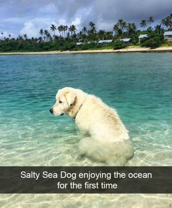 Hilarious and funny dog snapchat pictures Pt. 2
