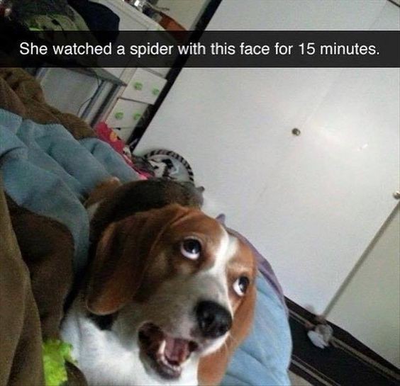 Funny pet pictures will brighten up ur day!