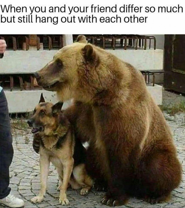The Most Wholesome Animal Memes