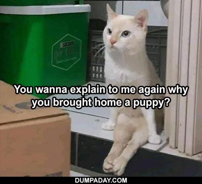 Fluffy Memes to Make Fun of Your Furry Friends