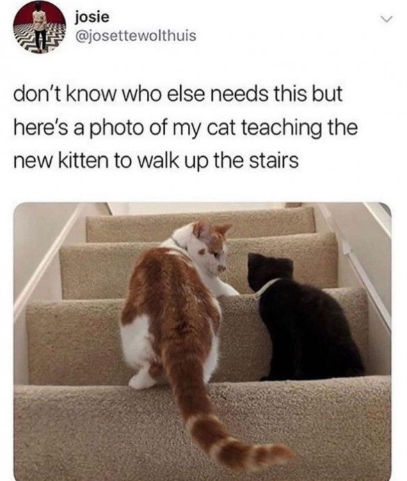 Extremely Funny Cat Pics for the Shiny Mood