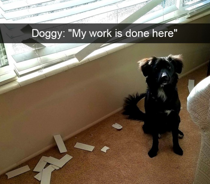 Funny Dog Pics for Your Amusement