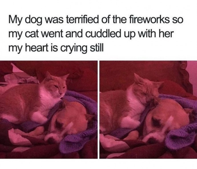 Wholesome Heartwarming Cat Memes to Warm Your Hooman Soul Like Hot Cocoa
