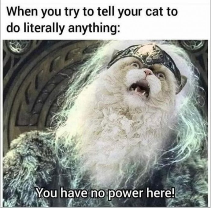 Meowtastic Posts to Bring You a Dose of Feline Goodness