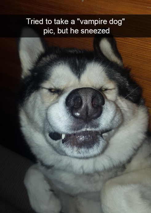 Funny and Cute Dog Snapchats That Will Make Your Day