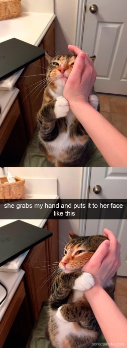 Cat Snaps Delivering Mega Smiles and Feels