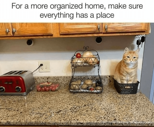 High Quality Cat Memes to Maintain Your Good Mood