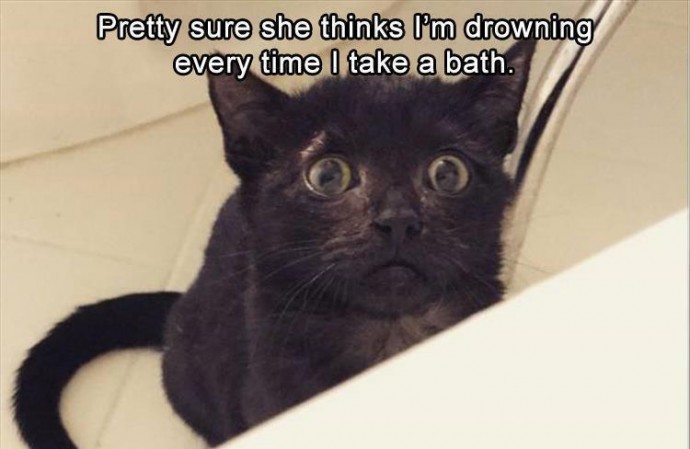 Funny Animal Memes to Help Your Mood