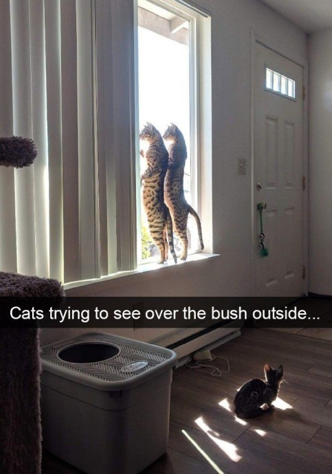 Some cat snapchats for the soul