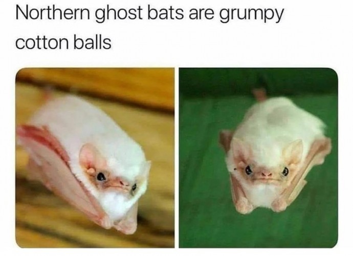 Today’s Animal Memes of the Highest Quality