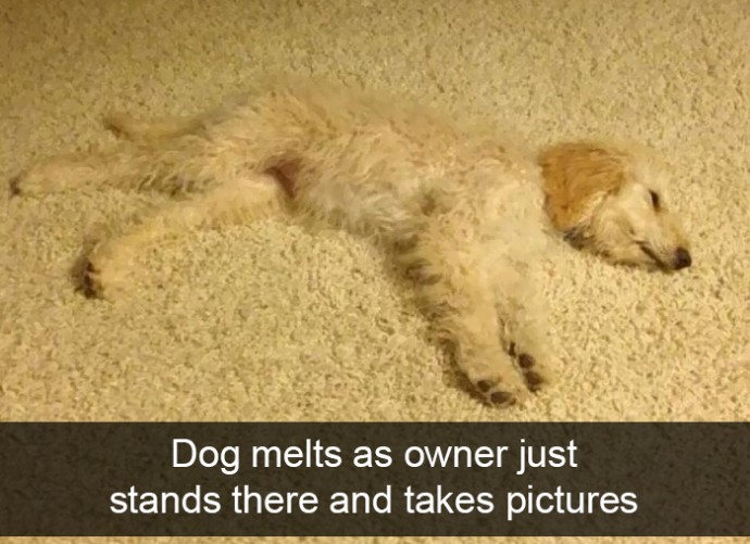 Funny and Cute Dog Snapchats That Will Make Your Day