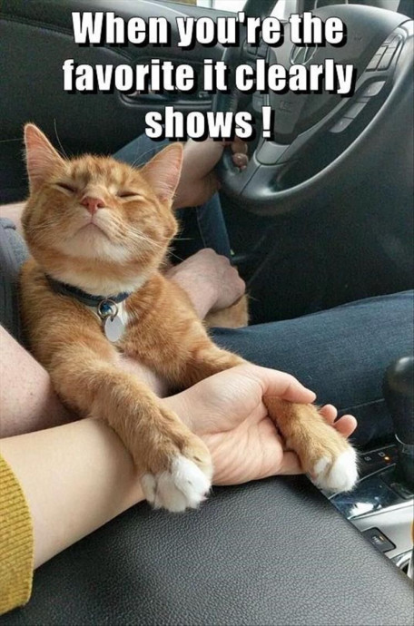 Funny Animal Pics That Will Surely Improve Your Mood