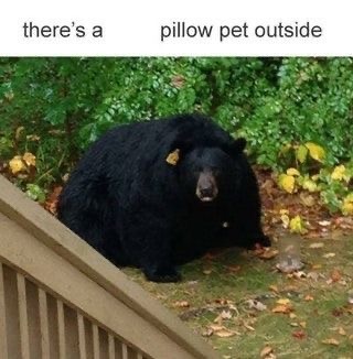 The Funniest Bear Pics to Make You Laugh a Bit