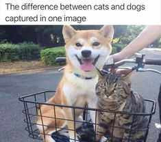 Hilarious Pics of Dogs and Cats We Just Don’t Deserve